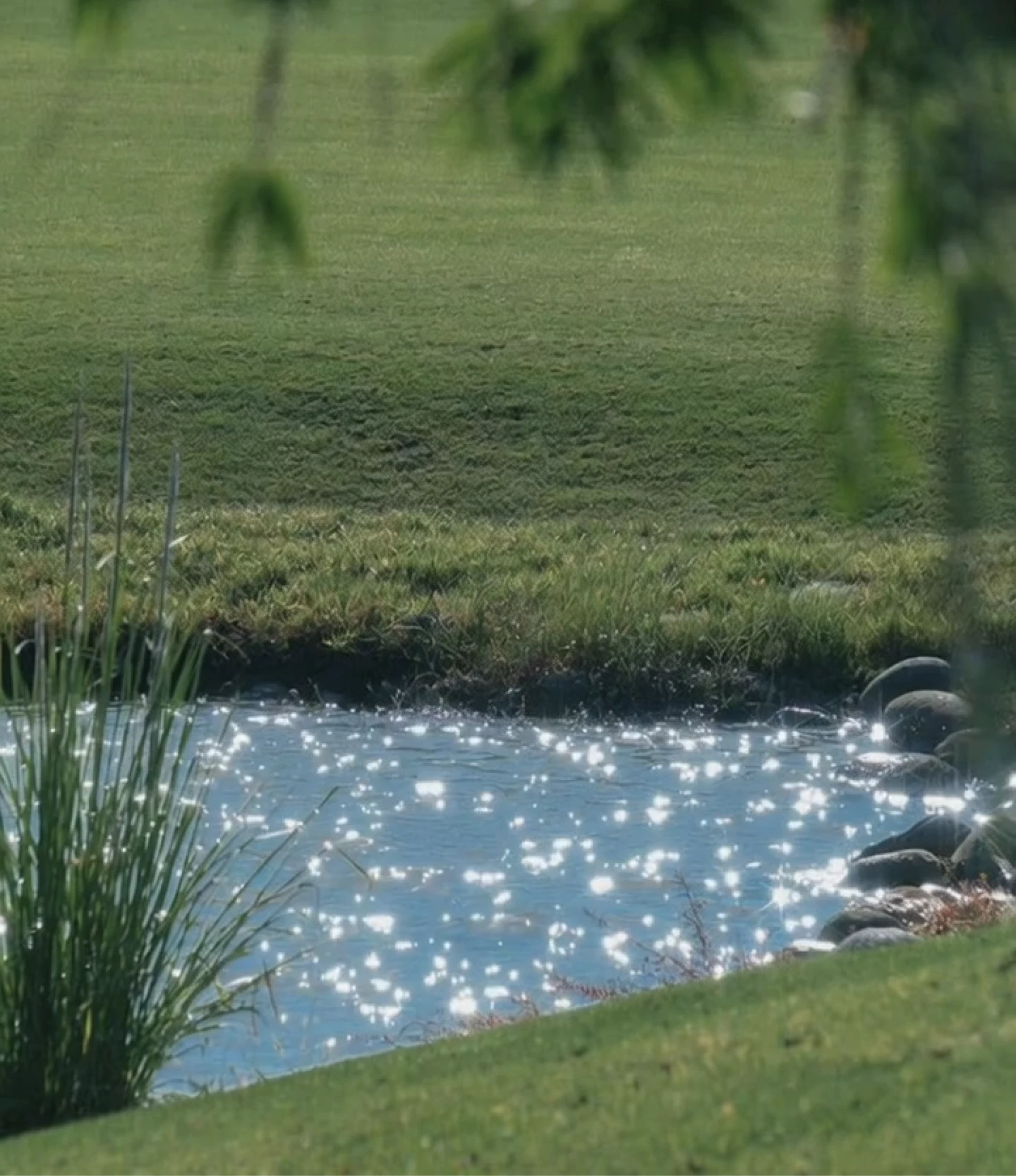 Sun-dappled grass and pond surrounding Thomson Reserve